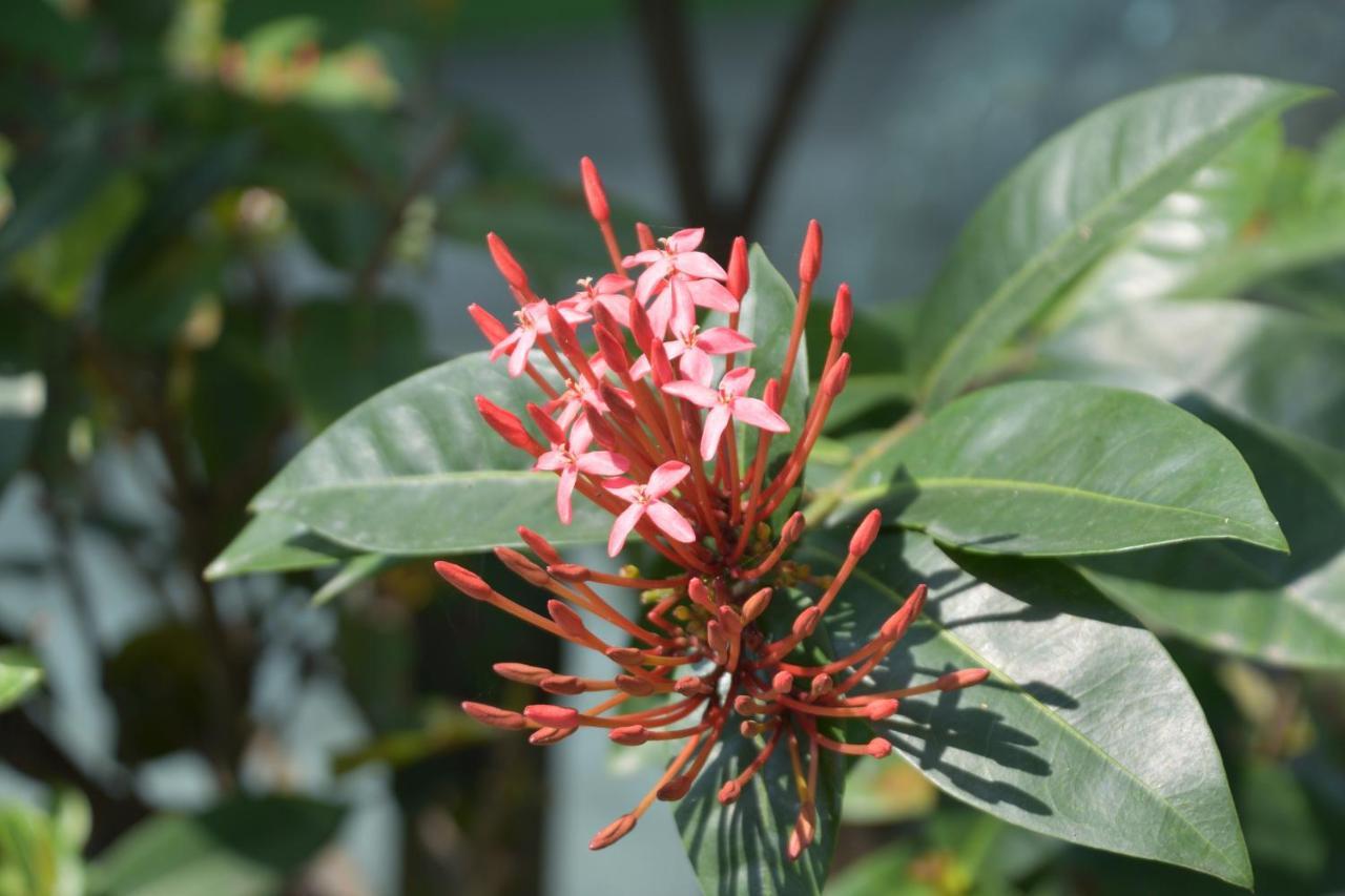דונגהה Taitung Linyuan B&B מראה חיצוני תמונה