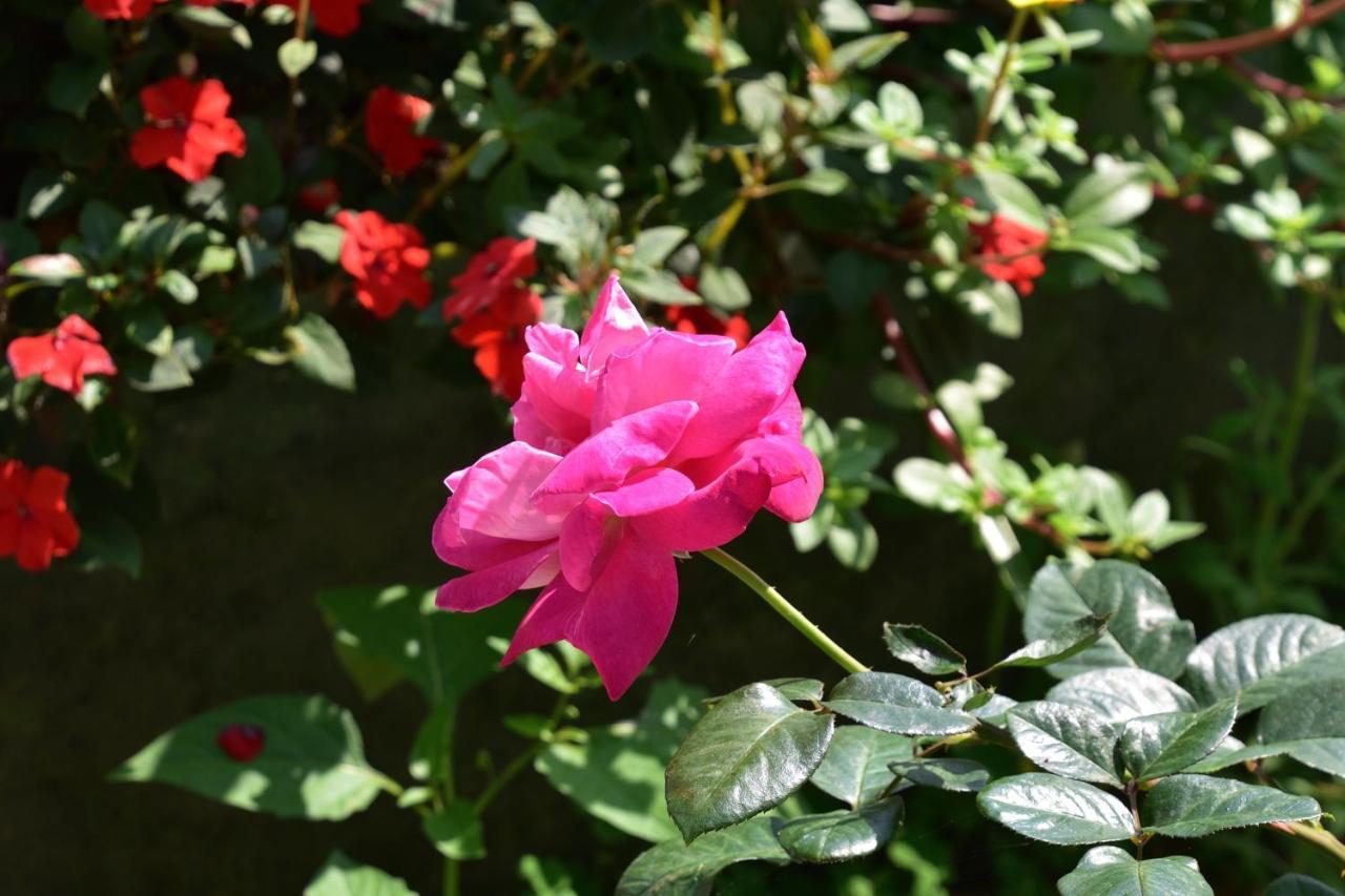 דונגהה Taitung Linyuan B&B מראה חיצוני תמונה